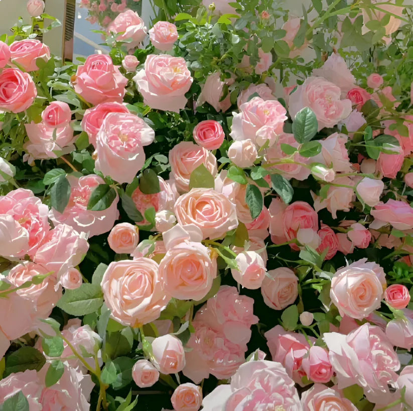 Mixed Color Climbing Rose Flower Seeds (UK Imported)