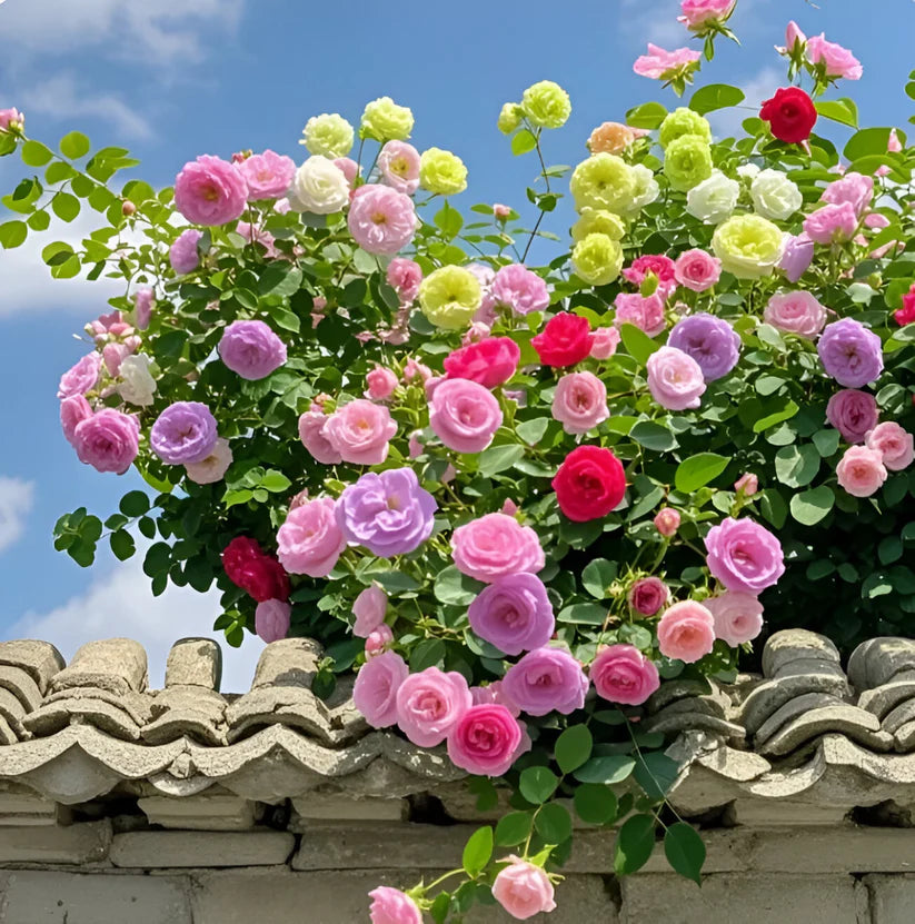 Mixed Color Climbing Rose Flower Seeds (UK Imported)
