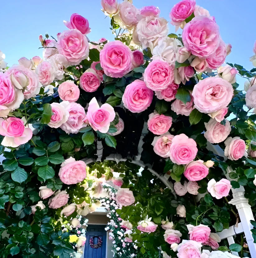 Mixed Color Climbing Rose Flower Seeds (UK Imported)