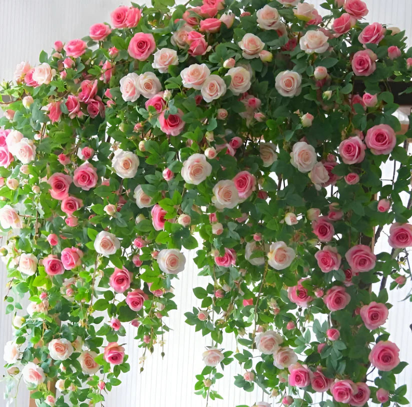 Mixed Color Climbing Rose Flower Seeds (UK Imported)