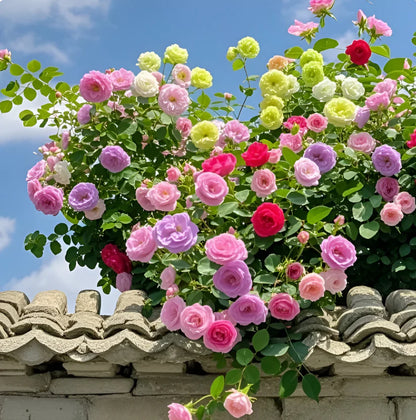 Mixed Color Climbing Rose Flower Seeds (UK Imported)